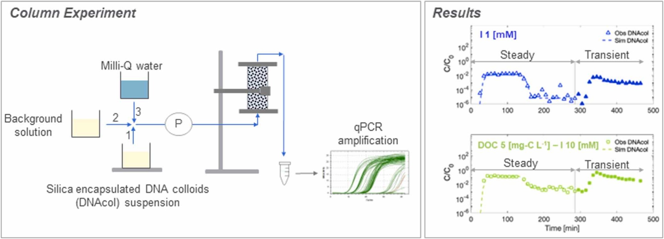 Kianfar, B.,Hassanizadeh, S. M., Abdelrady, A., Bogaard, T. & Foppen, J.W. (2023) Natural organic matter and ionic strength (CaCl2) affect transport, retention and remobilization of silica encapsulated DNA colloids (DNAcol) in saturated sand columns. Colloids and Surfaces A: Physicochemical and Engineering Aspects, 2023, 132476, ISSN 0927-7757, https://doi.org/10.1016/j.colsurfa.2023.132476.