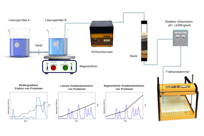 Säulenchromatographie zur Proteinreinigung